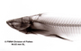 Auchenipterus demerarae FMNH 53248 holo lath x